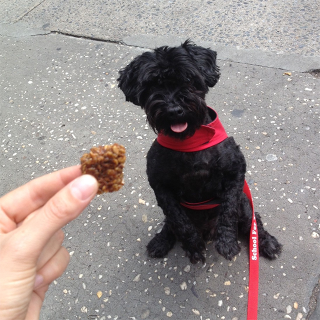 Illustration for article titled I Ate Dog Food For Breakfast And It Was Fine